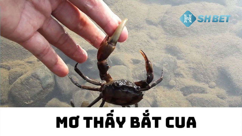 Mơ thấy bắt cua đánh số mấy? Mơ thấy cua là điềm gì?