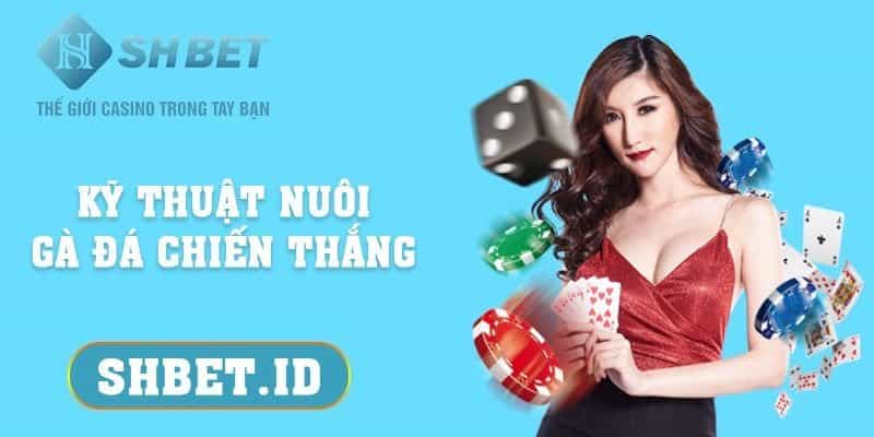 Kỹ thuật nuôi gà đá chiến thắng cho anh em yêu thích chọi gà